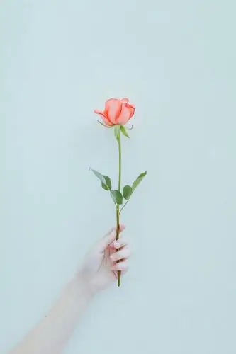 简约高清花锁屏壁纸