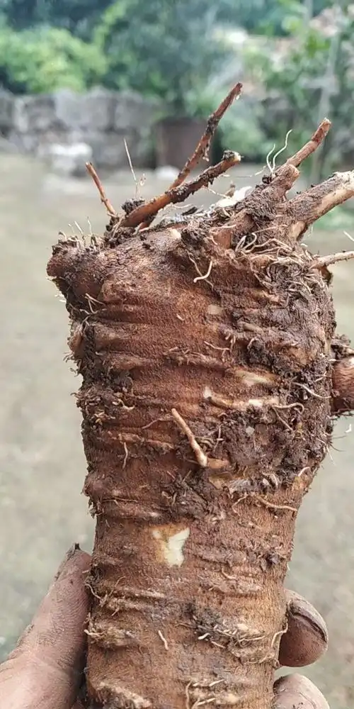 云南宣威农民种的白芷