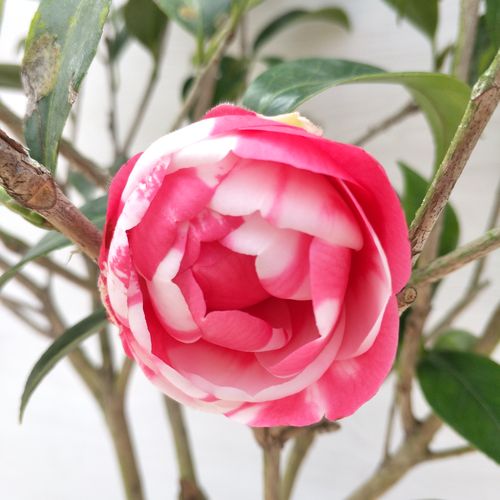 花鹤茶花盆栽树苗十大名茶山茶花花卉绿植阳台花卉