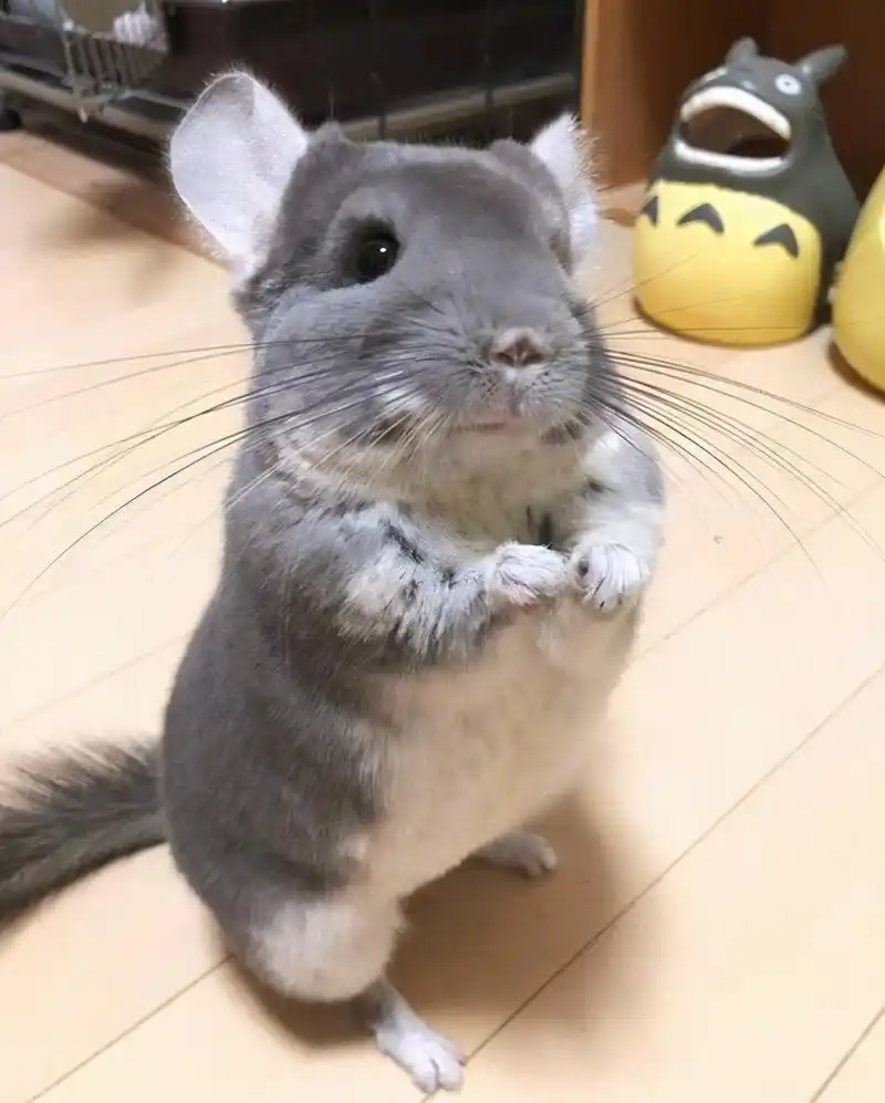 龙猫是什么动物(龙猫是什么生肖)