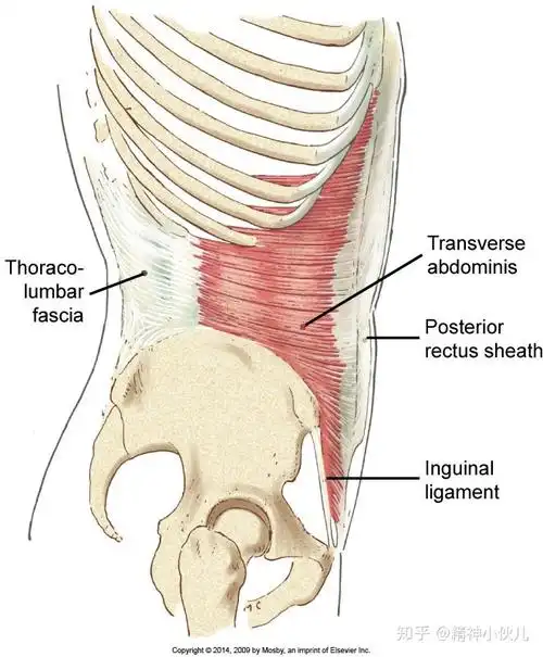 4. 腹横肌