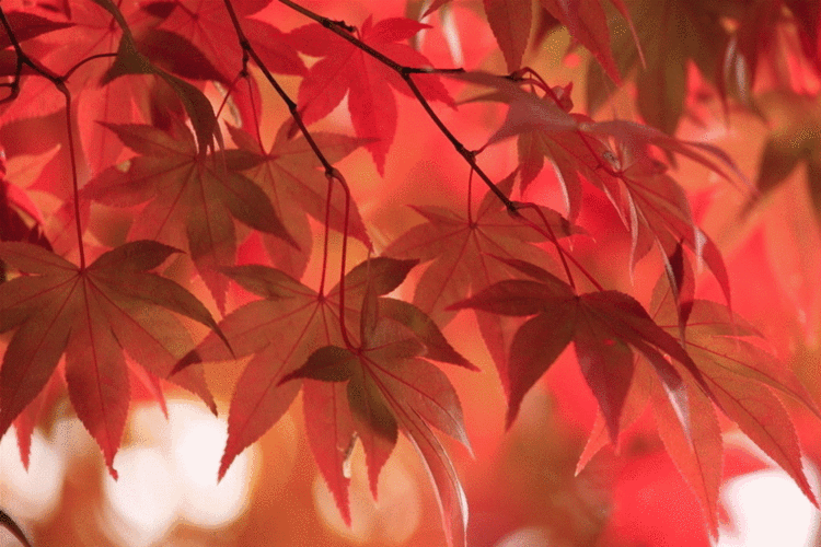 1024_683gif 动态图 动图