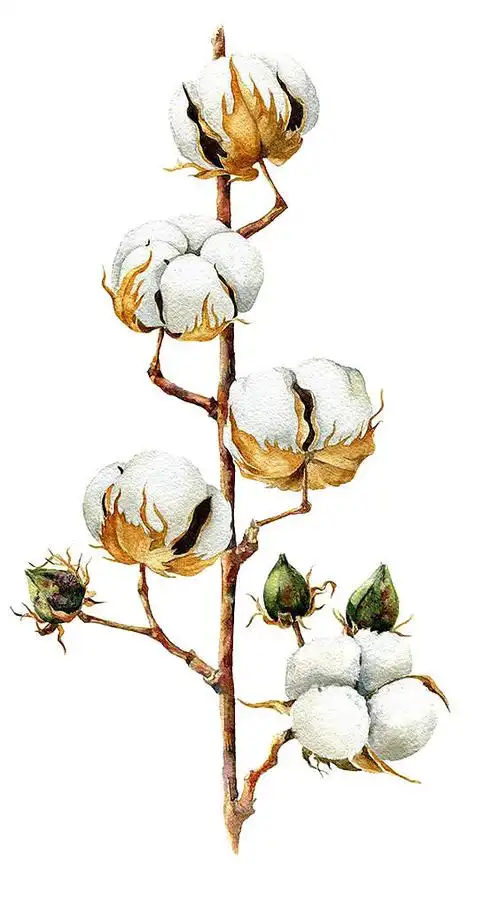 棉花插画