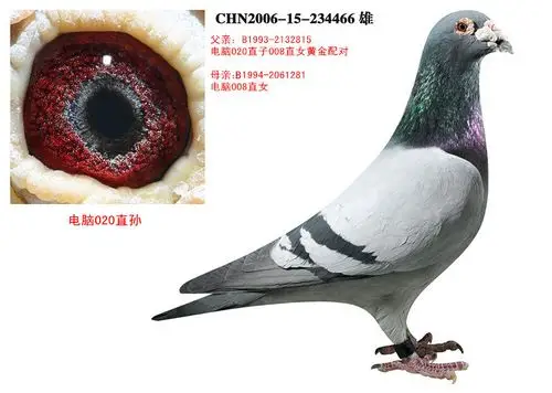 电脑戈马力020直孙