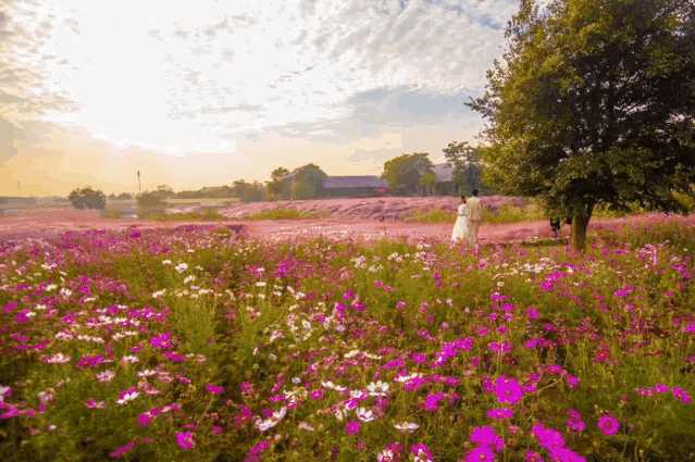 三台山衲田花海共和国日记大型视听交响音乐会圆满落幕