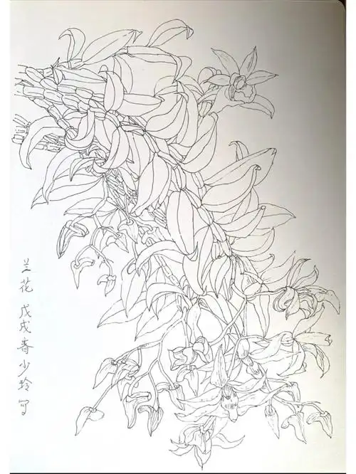 线描石斛兰花