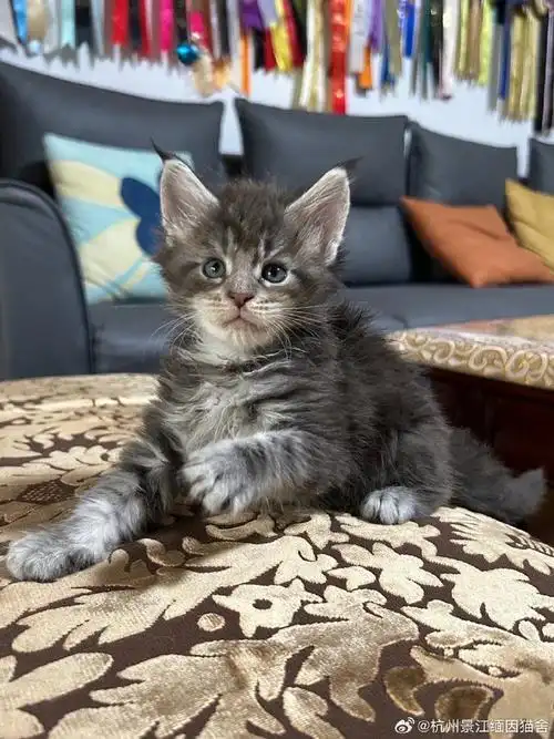 #上海猫##上海猫舍##上海猫咪##上海小猫找家##上海缅因猫##上海缅因