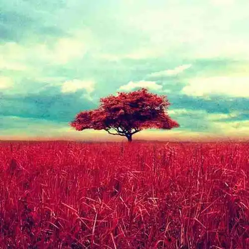 头像 真实大自然风景图片清新脱俗草原微信头像【点击鼠标右键下载】