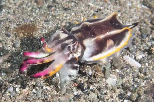 海洋生物 大王乌贼(全球5种超可爱乌贼)(16)