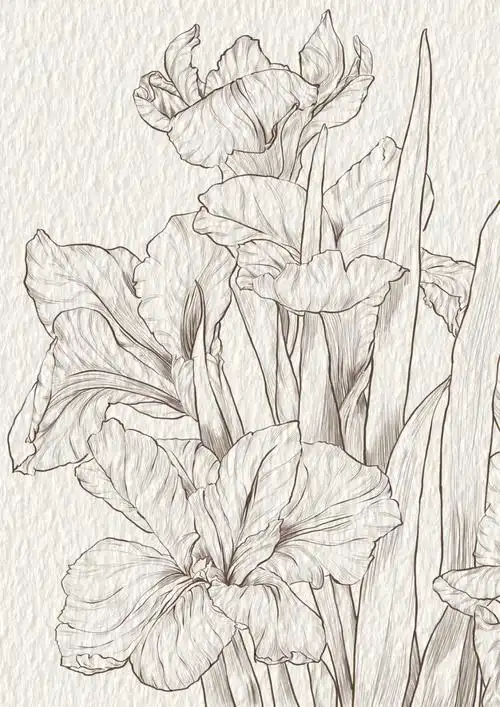 鸢尾花简单插画步骤分享