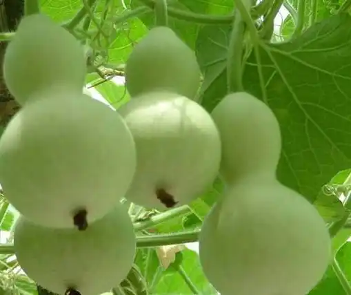 瓠瓜为什么苦?能吃吗?和西葫芦怎么区分?