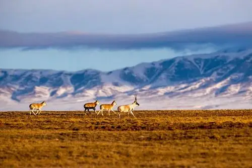 国家一级保护野生动物藏羚羊.谢建国 摄