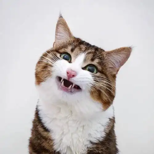 网红大脸猫的沙雕表情包圈粉无数啊啊啊啊啊啊可爱死了