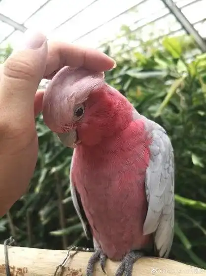 鸟类粉红葵花鹦鹉