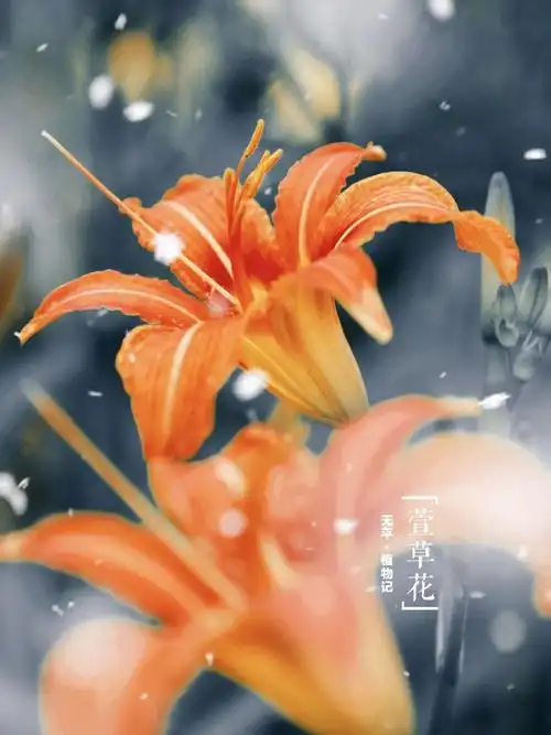 萱草忘忧:"紫萱三世情,唯独爱长卿"