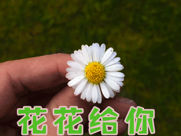 花花 花花给你 送花