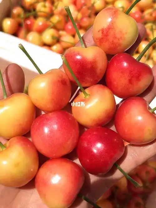 这是我为吃货们打下的果园雷尼樱桃