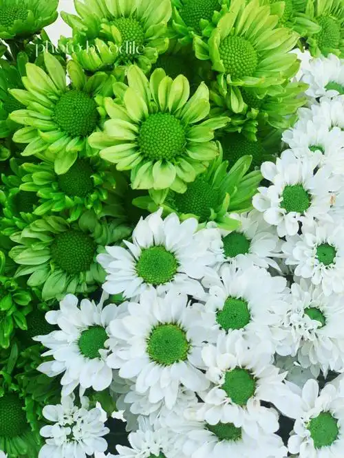 雏菊夏日小菊集邮记