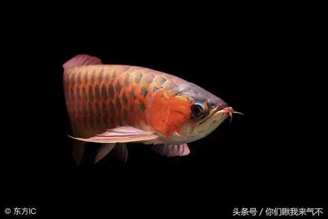 高背金龙鱼怎么养磷片金质更好_好唯一