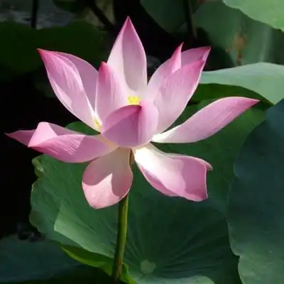 适合父母用的清新荷花头像图片_微信头像_头像屋