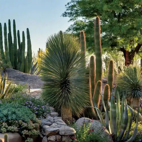 沙生植物造景高级感油然而生