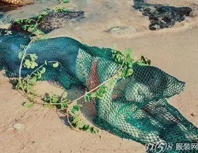 其实是美人鱼婚纱照!