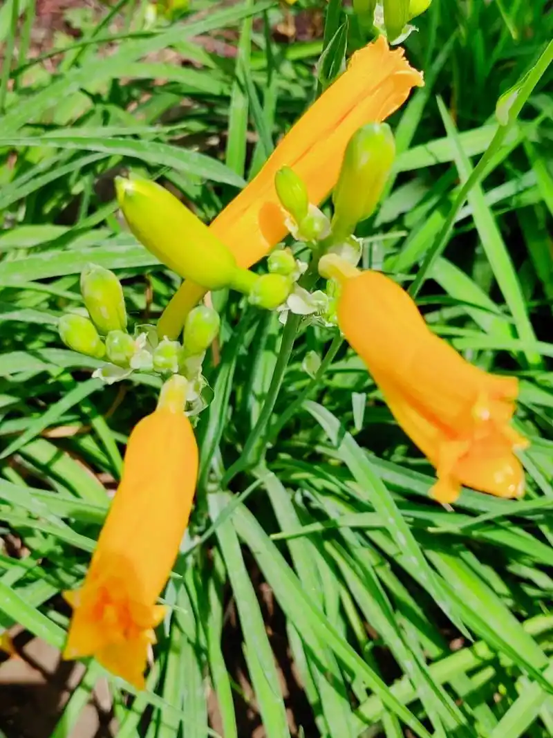 身边植物之金娃娃萱草:阿福花科萱草属植物,螺旋状聚伞花序,花 - 抖音