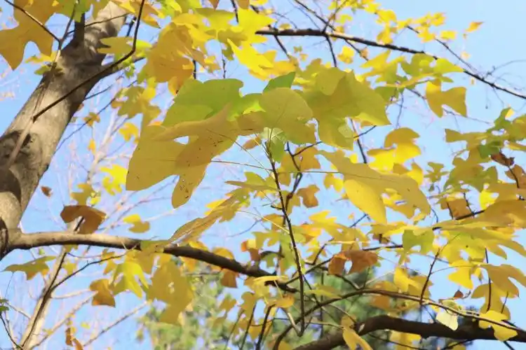 看到都是梧桐树的街道就莫名的想起了某某里面的那条三号路#上海梧桐