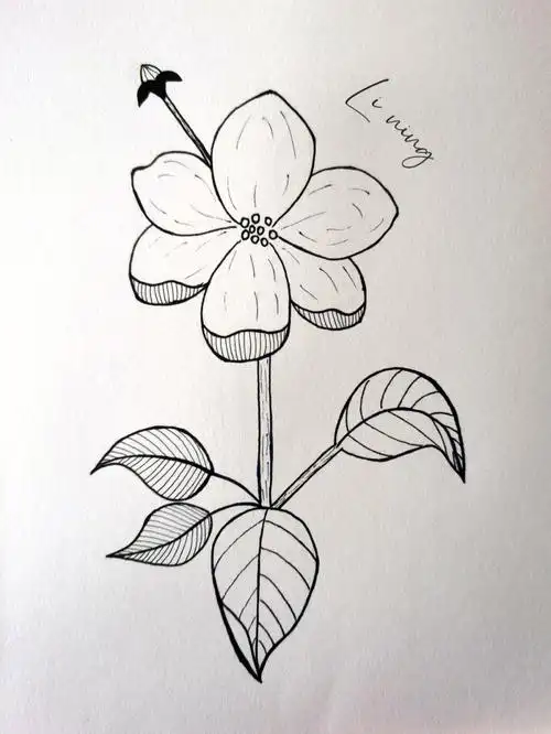 零基础针管笔黑白简笔