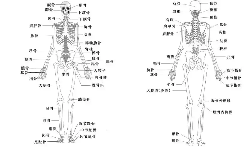 这是我们在生物课本上一直学习的版本,可是你是否知道,我们中国人民大