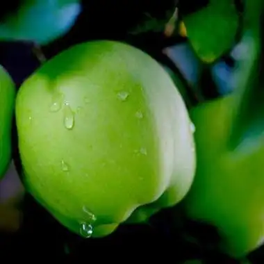 苹果唯美微信头像 微信头像图片大全 -【爱个性】