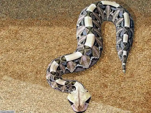 展开全部 这条蛇叫加蓬咝蝰