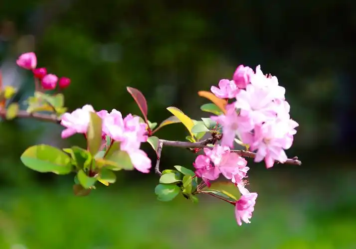 其它 百花之尊——海棠花开盛满园 写美篇  中国人民喜爱海棠,其根本