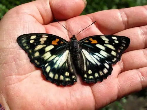 奉化首次发现"日本国蝶"——大紫蛱蝶