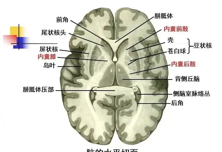 值得收藏,高清大脑解剖图谱