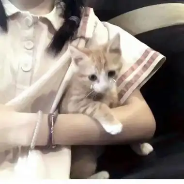 高冷一个女生抱着猫的头像