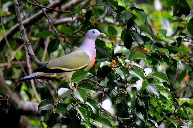 红颈绿鸠(雄鸟)
