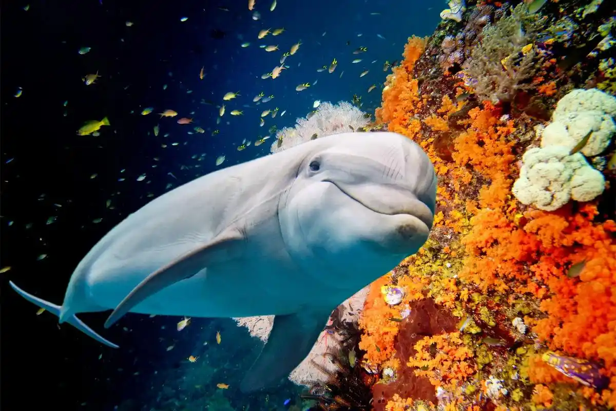 高清素材分享 #海底世界 #海豚 #小丑鱼 #赏景听歌  - 抖音