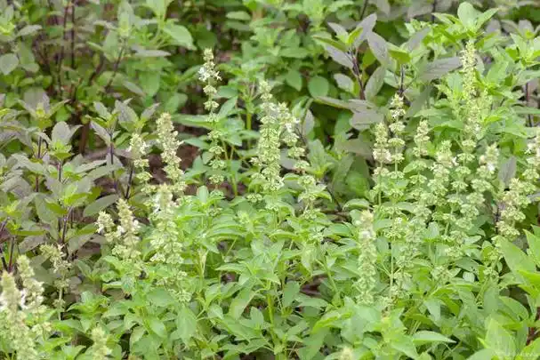 别名:香荆芥,线芥,四棱杆蓄.