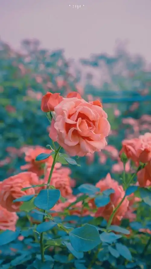 蔷薇花##小清新壁纸##花朵壁纸##小清新