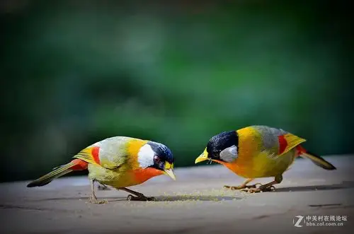 七彩云南拍鸟记四十八银耳相思鸟