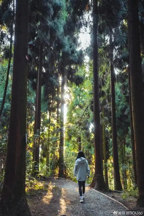 壁纸 风景 森林 桌面 690_1034 竖版 竖屏 手机