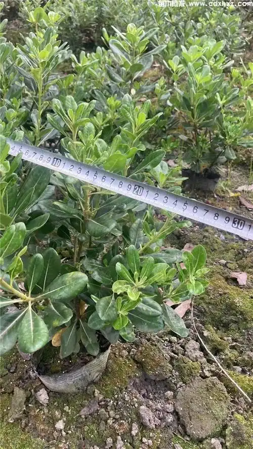 「海桐」海桐_价格表_批发_基地_图片_种植养护-成都参天园林