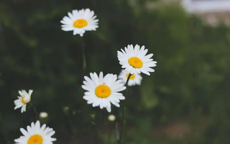 小清新大滨菊摄影图,高清图片,植物壁纸-回车桌面