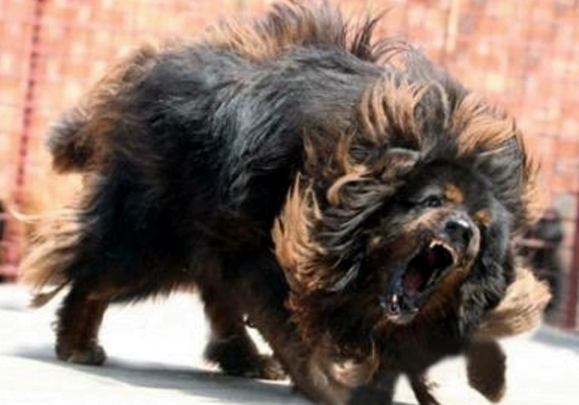 藏獒,又名西藏獒犬,属獒犬类,是一种体型较大性格凶猛的犬.