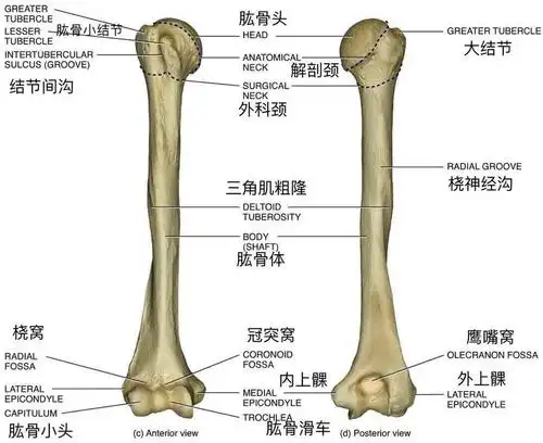 标志主要有肱骨头,肱骨颈(解剖颈),肱骨体,大结节,小结节,三角肌粗隆