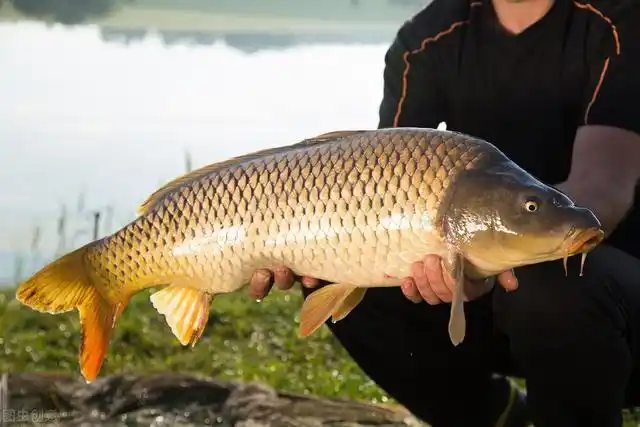 晚春想要钓大鱼?牢记四个"不要",大鱼满盆没难度