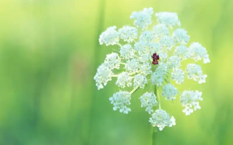 小清新花卉lomo风格壁纸_简单清新的小花