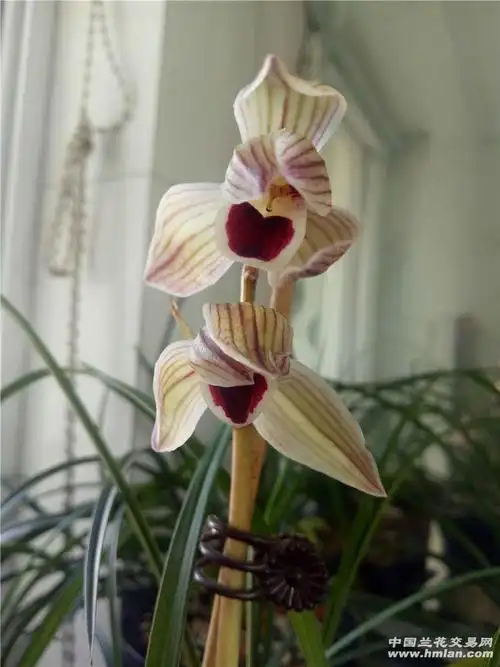 心心相印初开-莲瓣篇-中国兰花交易网社区