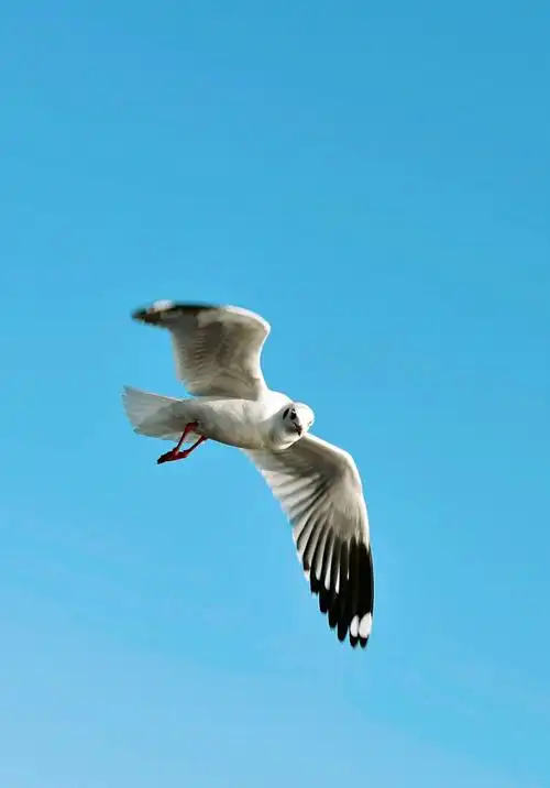 彩云与海鸥相伴